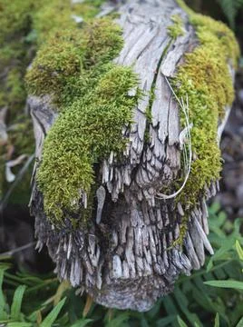 Close up shot of a mossy tree trunk Stock Photos