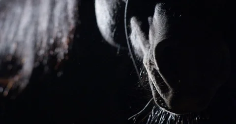 Close up shot moving up over face of brown horse Video stock 117137228