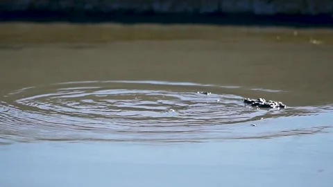 Close up shot of the mud exploding from the earth at the Mud Volcanoes in Video stock 134907174