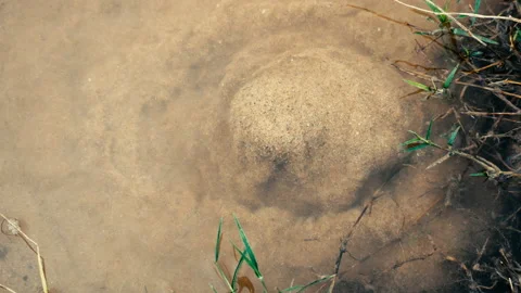 Close up shot of a mud puddle like a volcano eruption Video stock 140492345