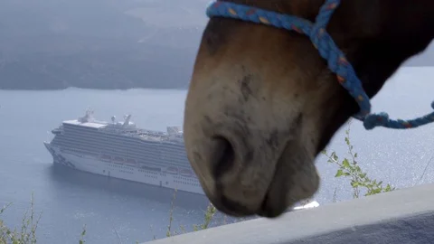 Close shot of a mules chewing its mouth near the sea and a mountain at the back Stock Footage 91979572