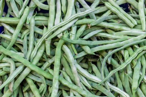 Close-up shot for multiple green colored string beans on plastic box Stock Photos