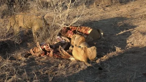Close-up shot of multiple lions devouring on their fresh animal kill Stock Footage 281008489