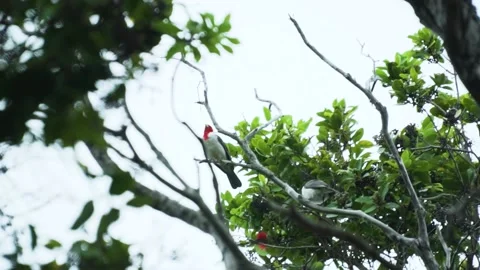 Close up shot of multiple Red-Crested Cardinals resting in trees Stock-Footage 152898135