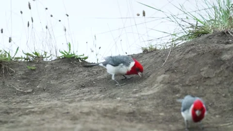Close up shot of multiple Red-Crested Cardinals feeding Stock-Footage 152898136