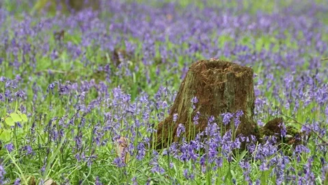 Close up shot of multiple vibrant, brightly coloured bluebell flowers gently blo Stock Footage 249518264