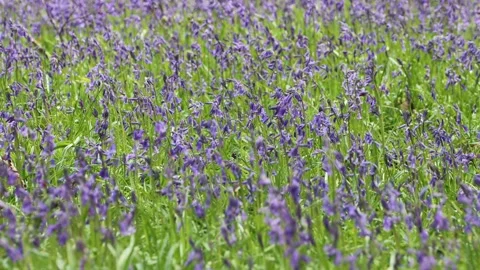 Close up shot of multiple vibrant, brightly coloured bluebell flowers gently blo Stock Footage 249518274