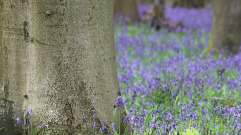 Close up shot of multiple vibrant, brightly coloured bluebell flowers gently blo Stock Footage 249518319