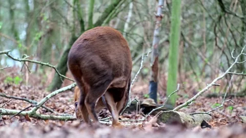 A close up shot of a Muntjac sitting down and resting in a forest. Shadow focus Stock Footage 297657796