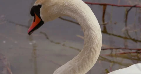 Close-up shot of mute swan Video stock 255683633