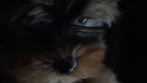 Close up shot of muzzle and eyes of a Yorkshire terrier in slow motion 4k Stock Footage 227703109