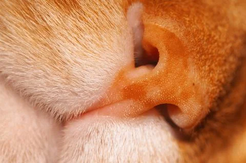 Close up shot of the muzzle of an orange with white cat or nose and mouth. Stock Photos