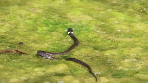 Close up shot of Natrix Natrix Grass snake moving in thick algae marsh Video stock 250072741