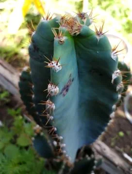 Close-up shot of natural Cactus with sharp thorns Stock Photos