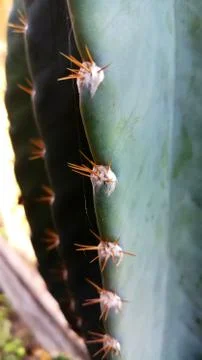 Close-up shot of natural Cactus with sharp thorns Stock Photos