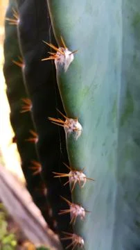 Close-up shot of natural Cactus with sharp thorns Stock Photos