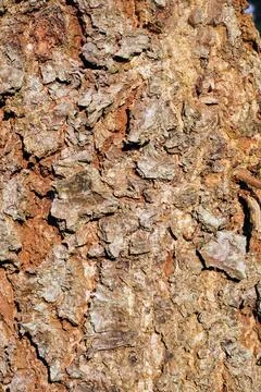 Close-up shot of natural cracked pattern on old wooden tree trunk in the forest. Foto stock