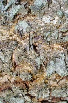 Close-up shot of natural cracked pattern on old wooden tree trunk in the forest. Stock Photos