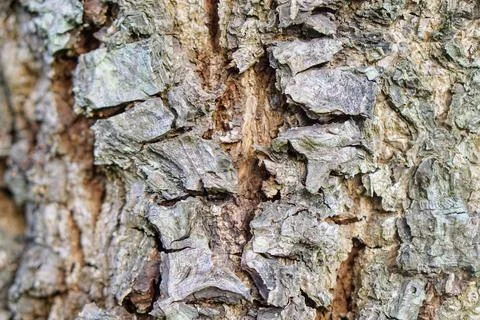 Close-up shot of natural cracked pattern on old wooden tree trunk in the forest. Stock Photos