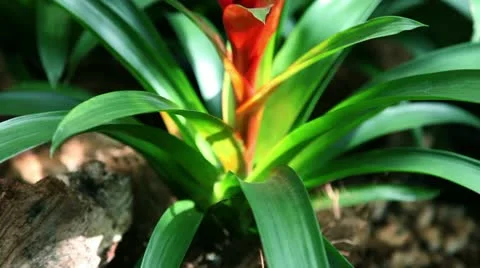 Close up shot of a nice red orchid Stock Footage 27855053