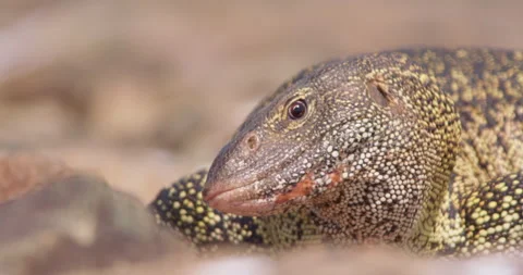 Close up shot of a nile monitor's head stalking prey in kenya morning Stock-Footage 295287248