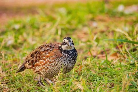 Close up shot of Northern Bobwhite Stock Photos