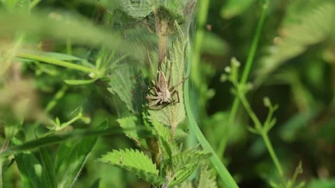 Close Up shot of Nursery Web Spider (Pisauridae), UK Stock Footage 343755414