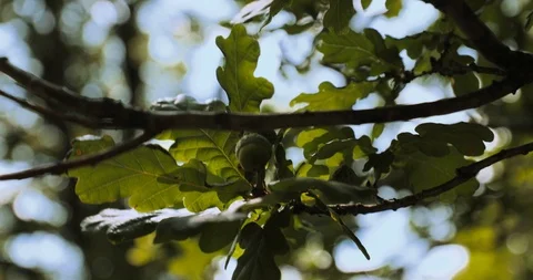 Close up shot oak tree branch with acorns in breeze Stock Footage 115649818
