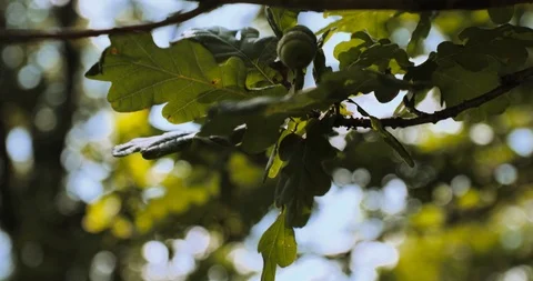 Close up shot of oak tree branch with green acorns Stock Footage 115650451
