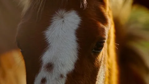 Close up shot og head of nice brown horse grazing in dawn lights in Carpathians Stock Footage 186418429