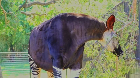 Close up shot of Okapi eating grass Stock Footage 205085887