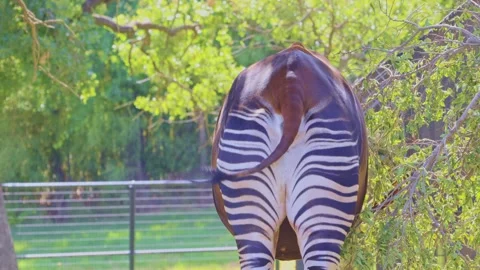 Close up shot of Okapi eating grass Stock Footage 205085934