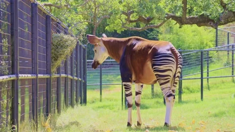 Close up shot of Okapi eating grass Stock Footage 205085960