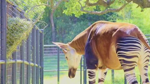Close up shot of Okapi eating grass Stock Footage 205085997