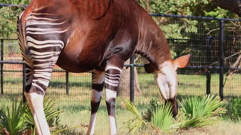 Close up shot of Okapi eating grass Stock Footage 221144482