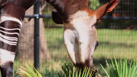 Close up shot of Okapi eating grass Stock Footage 221144517