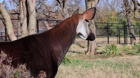 Close up shot of Okapi Stock Footage 167917301