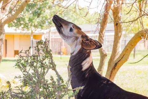 Close up shot of Okapi trying to eat leaves Stock Photos