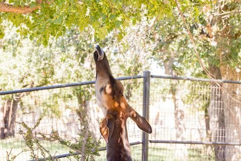 Close up shot of Okapi trying to eat leaves Stock Photos