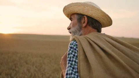 Close up shot of old caucasian farmer walking in the golden wheat field with bag Stock Footage 78809934