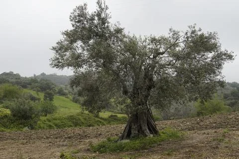 A close-up shot of an old olive tree with a gnarled trunk. Stock Photos