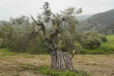 A close-up shot of an old olive tree with a gnarled trunk. 스톡 사진