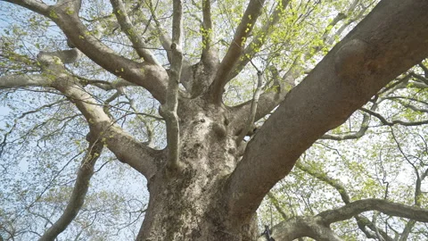 Close-up shot of old plane tree Stock Footage 145251315