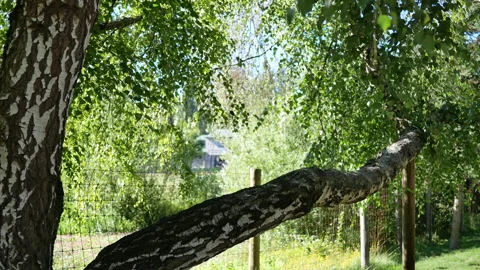 Close shot of an old tree stem in the zoo Stock Footage 235454280