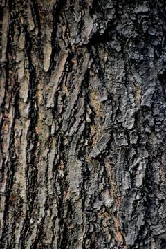 Close up shot of old tree texture.Cracked tree bark. texture background of .. Stock Photos