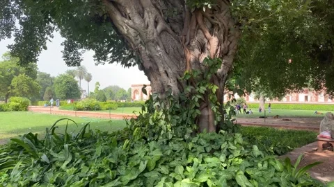 Close up shot of the oldest tree roots at Humayun's Tomb New Delhi, India Vídeos de archivo 250167874