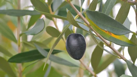 Close shot of olive and olive tree in 4k Stock Footage 76175198