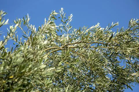 Close up shot of an olive tree with fresh olives and green leafs. Stock Photos