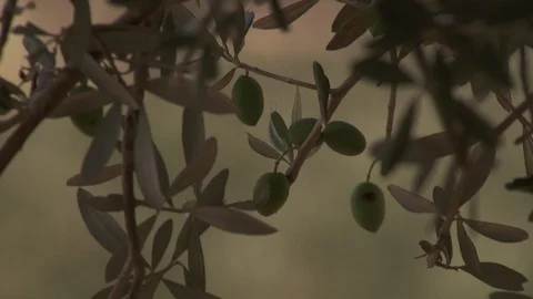 Close up shot of olives on tree in Galilee Stock-Footage 86759525