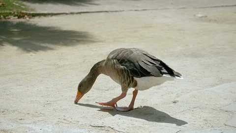 Close-up shot of one goose walking in a park in Barcelona. Spain. 4K Stock-Footage 121254498